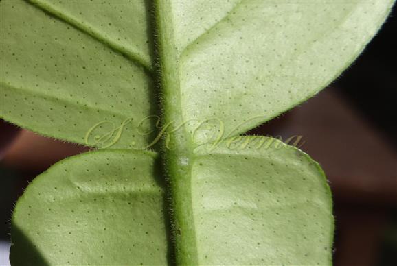  Leaf base-Abaxial surface